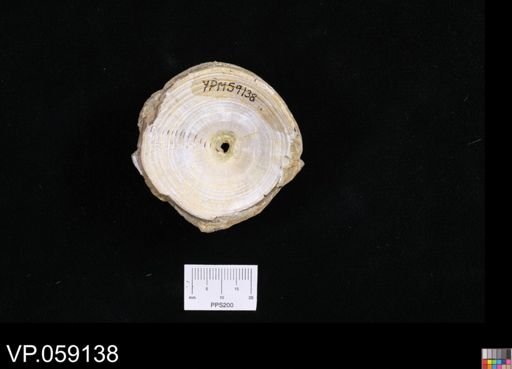 undet. Chondrichthyes