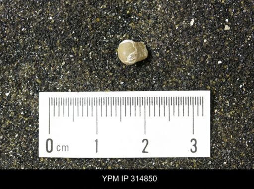 Euspira