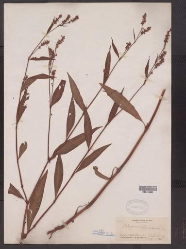 Polygonum persicaria