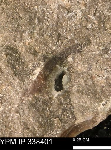 undet. Mollusca