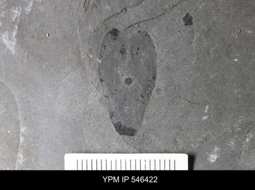 undet. Eurypterida
