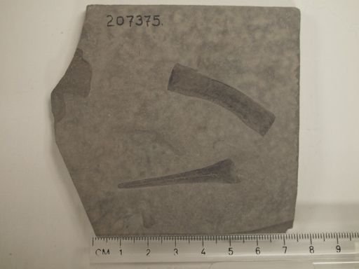 Eurypterus sp.