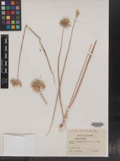 Plantae