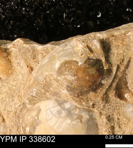 Protocardia subquadrata