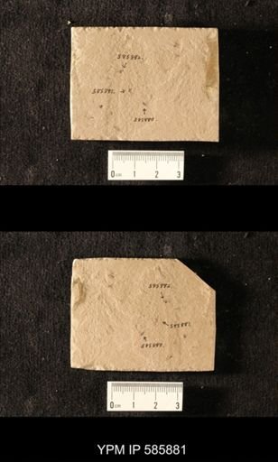 undet. Hemiptera