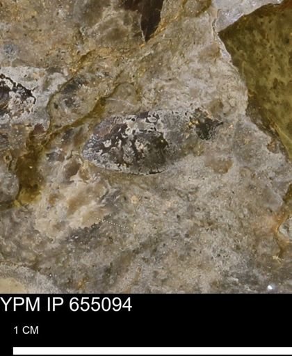 Protocardia