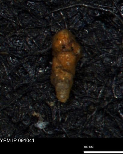 Verneuilinoides kansasensis