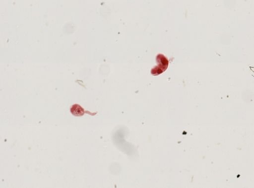 Cercaria hemilophura