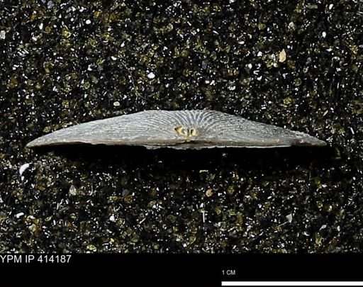 Devonochonetes mucronatus?