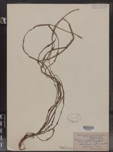 Butomus umbellatus