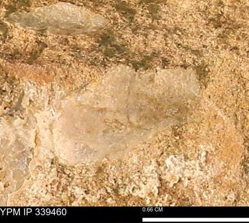 undet. Mollusca