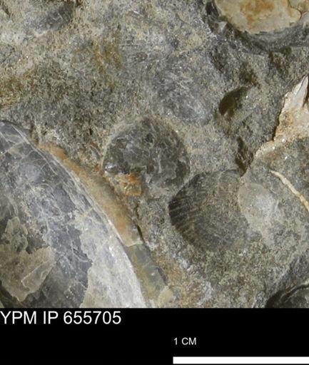 undet. Bivalvia