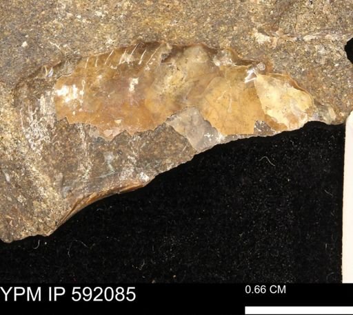 undet. Bivalvia