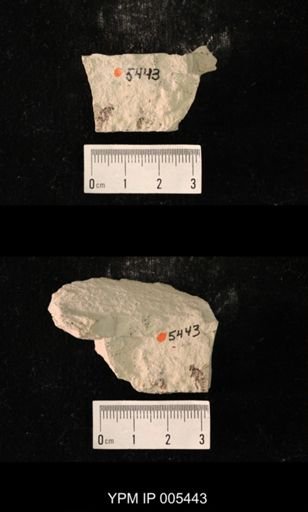 Misthodotes obtusus