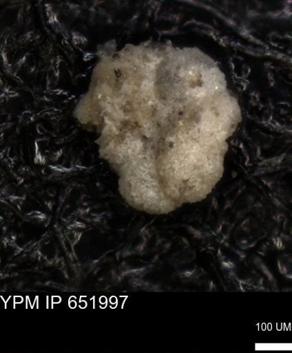 undet. Foraminiferida