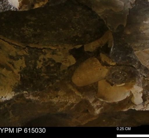 Baculites?