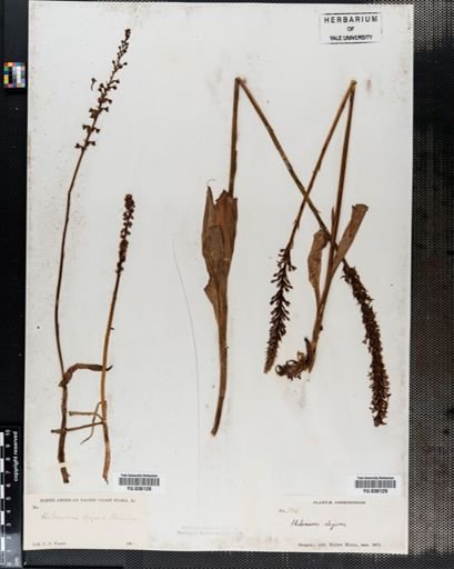 Plantae