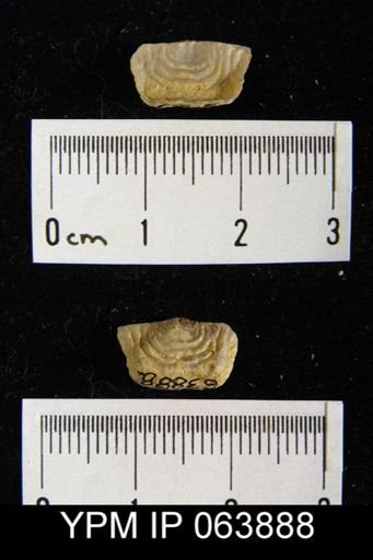 Leptaena delicata