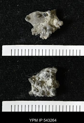 Gennaeocrinus variabilis
