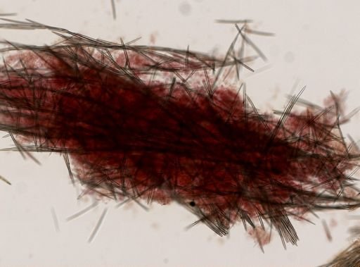 Hemigellius arcofer