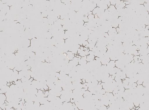 Clathrina coriacea