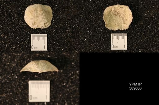 Dinorthis subquadrata
