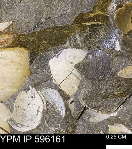 undet. Bivalvia