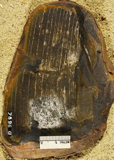 Calamites cannaeformis