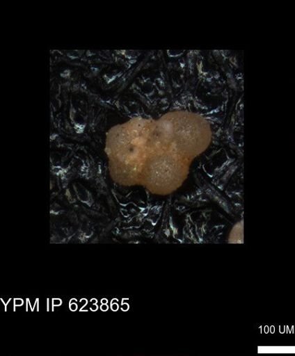 undet. Rugoglobigerinidae