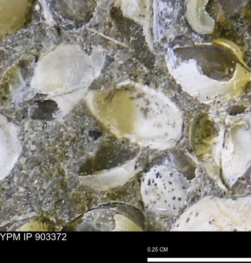 Corbulamella sp.