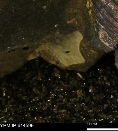 undet. Mollusca