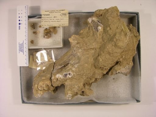 Moeritherium lyonsi