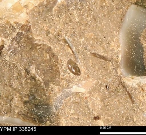 undet. Bivalvia