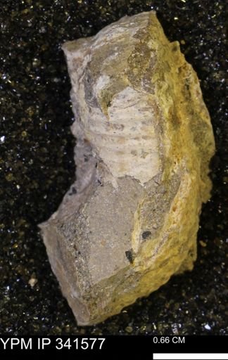 Scaphites sp.