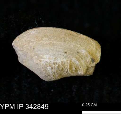 Nuculana sp.