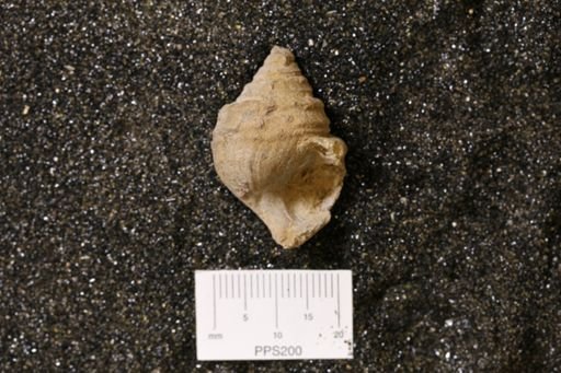 Kitikamispira armata