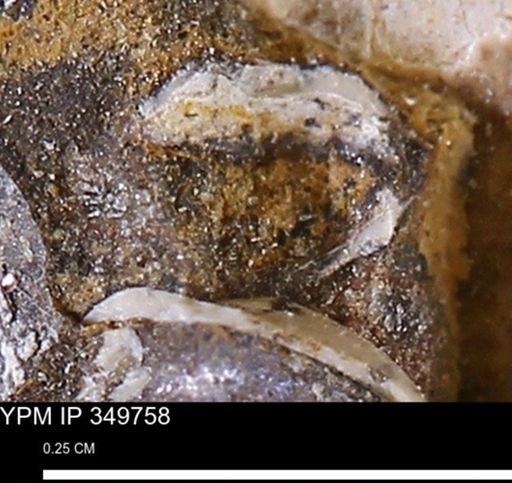 undet. Mollusca
