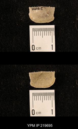 Chonetes granulifer
