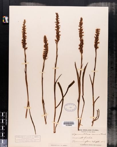 Spiranthes cernua