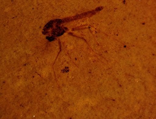 undet. Chironomidae
