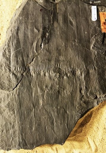 Calamites sp.
