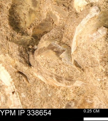 Protocardia subquadrata