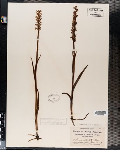 Habenaria