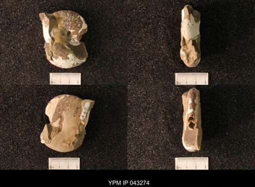 Hoploscaphites nicolletii