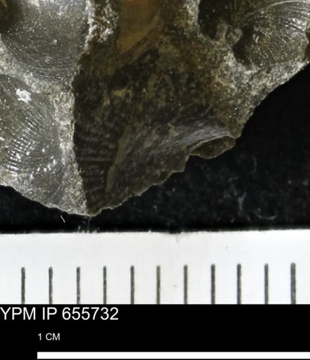 undet. Bivalvia