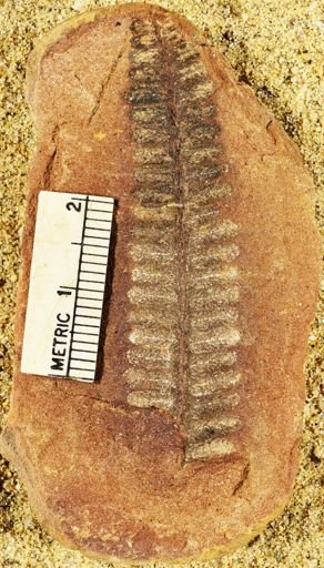 Pecopteris