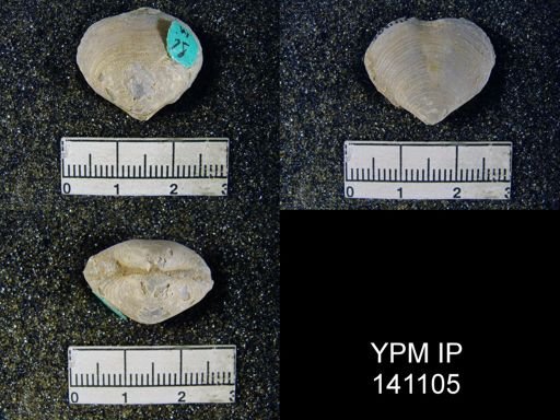 Athyris capillata