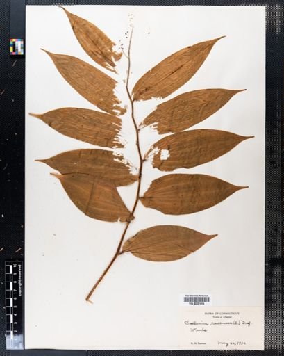 Maianthemum