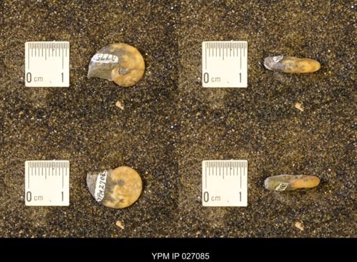 Discoscaphites rossi