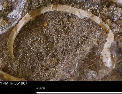 undet. Mollusca